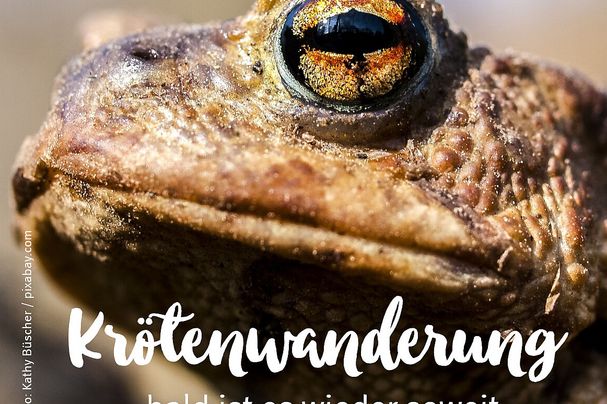 Gesicht einer Kröte